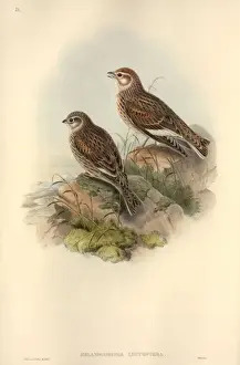 Lark Prints: Melancorypha leucoptera, white-winged lark