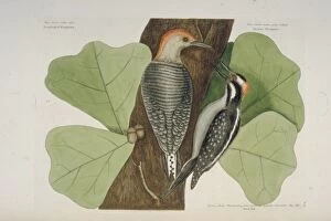 Acorn Gallery: Melanerpes carolinus, red-bellied woodpecker Picoides villos