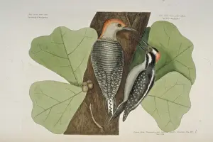 Fagaceae Prints: Melanerpes carolinus, red-bellied woodpecker Picoides villos