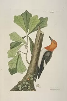 Acorn Gallery: Melanerpes erythrocephalus, red-headed woodpecker