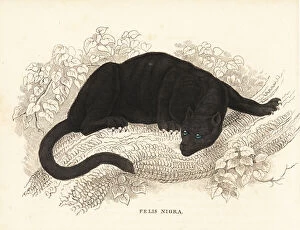 Panthera Collection: Melanistic jaguar, Panthera onca