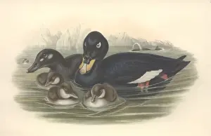 Melanitta fusca, white-winged scoter