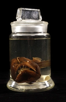 Angler Fish Gallery: Melanocetus johnsonii, humpback blackdevil