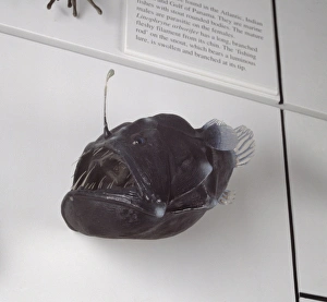 Angler Fish Gallery: Melanocoetus johnsoni, deep sea angler