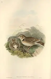Lark Prints: Melanocorypha calandra, calandra lark