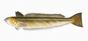 Melanogrammus aeglefinus, or Haddock