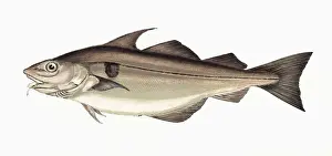Haddock Prints: Melanogrammus aeglefinus, or Haddock