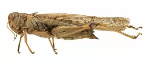 Acrididae Gallery: Melanoplus spretus. Rocky mountain locust