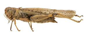 Acrididae Gallery: Melanoplus spretus. Rocky mountain locust