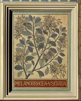 Anacardiaceae Gallery: Melanorrhoea usitata, Burmese lacquer tree