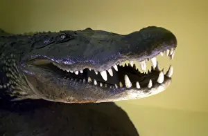 Caiman Prints: Melanosuchus niger, black caiman crocodile