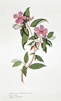 Cinnamon Prints: Melastoma malabathrica, black-strawberry tree