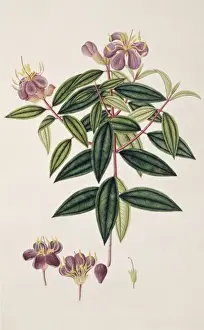 Myrtales Prints: Melastoma melabathricum, pink glory bush
