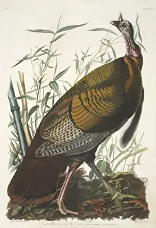 Meleagris gallopavo, wild turkey