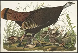 Meleagris gallopavo, wild turkey
