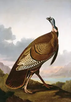 Meleagris gallopavo, wild turkey