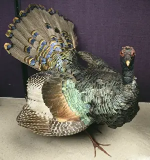 Galliformes Prints: Meleagris ocellata, ocellated turkey