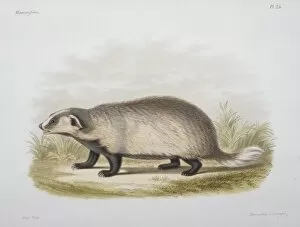 Meles leptorynchus, Eurasian badger