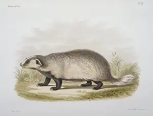 Meles Prints: Meles leptorynchus, Eurasian badger