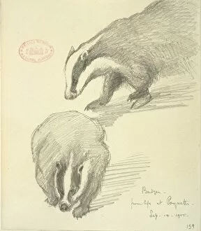Meles meles, Eurasian badger