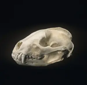 Meles meles, Eurasian badger