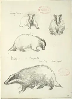 Meles meles, Eurasian badger