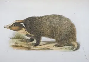 Meles Prints: Meles obseurus, badger