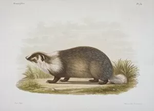 Meles sp. badger