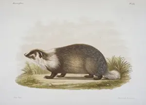 Meles Prints: Meles sp. badger