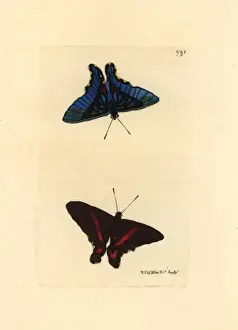Meliboeus swordtail, Ancyluris meliboeus