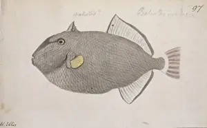 Balistidae Prints: Melichthys vidua, pinktail triggerfish