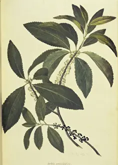 Malpighiales Prints: Melicytus ramiflorus, whitey wood tree