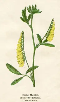 MELILOTUS OFFICINALIS