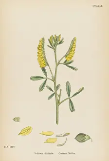Melilotus Officinalis