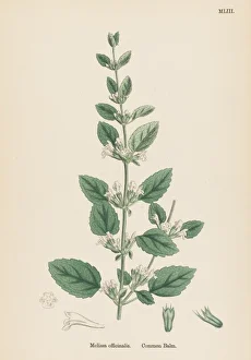 Balm Collection: Melissa Officinalis