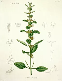 Aurantiaceae Collection: Melissa officinalis, lemon balm