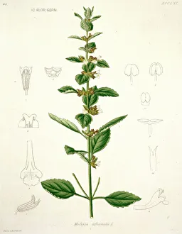 Citrus Collection: Melissa officinalis, lemon balm
