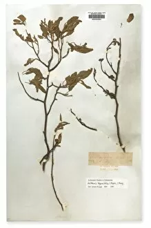 Pressed Gallery: Mellissia begonifolia, St. Helena boxwood