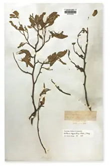 1743 1820 Prints: Mellissia begonifolia, St. Helena boxwood