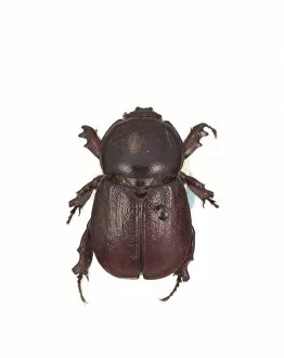 Scarab Gallery: Mellissius eudoxus, scarab beetle