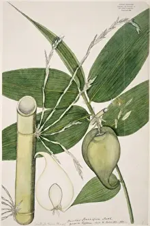 Commelinid Prints: Melocanna baccifera, berry bamboo