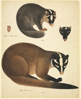 Carnivora Collection: Melogale moschatta, Chinese ferret badger