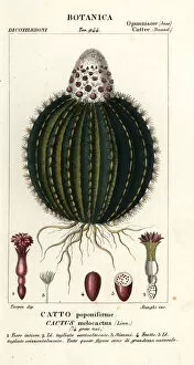 Dizionario Gallery: Melon cactus, Melocactus caroli-linnaei
