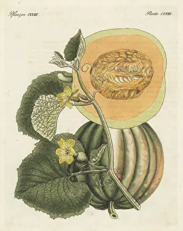 Ripe Prints: Melon, Cucumis melo