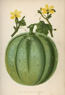Melon Green 1871