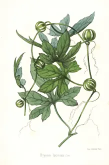 Melonleaf gourd, Cayaponia laciniosa