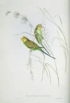 Melopsittacus undulatus, budgerigar