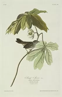 American Sparrow Collection: Melospiza georgiana, swamp sparrow