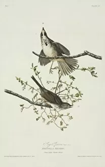 American Sparrow Collection: Melospiza melodia, song sparrow