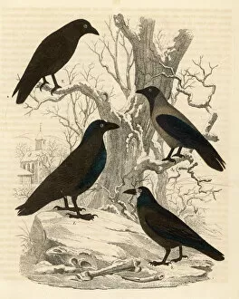 1850s Collection: Four members of the Corvidae family